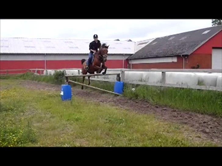 Anden særlig race Maisy - Spring hjemme på banen 110cm billede 8