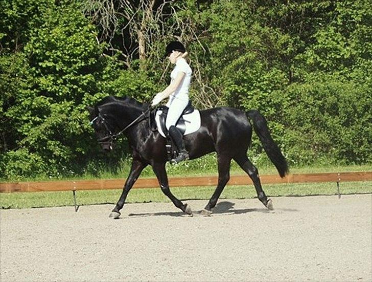 Anden særlig race Medomgårds Malle (Pensioneret) billede 4