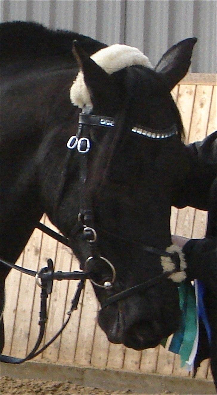 Anden særlig race Medomgårds Malle (Pensioneret) billede 14