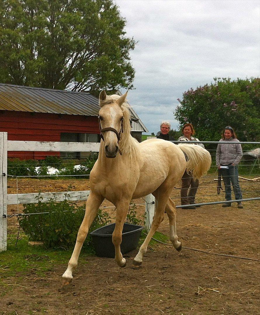 Palomino MiTho's Daywalker billede 10