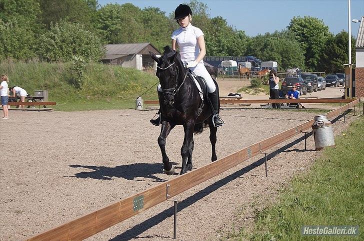 Anden særlig race Medomgårds Malle (Pensioneret) billede 15