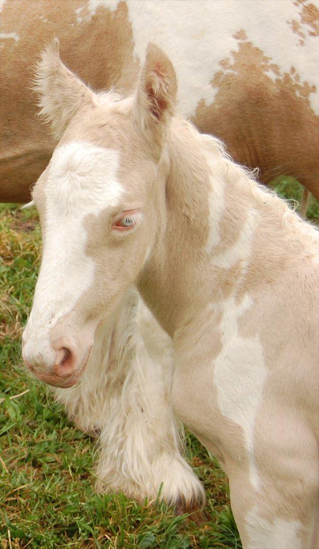 Irish Cob Unique Gypsy Horses Cream Justin billede 6