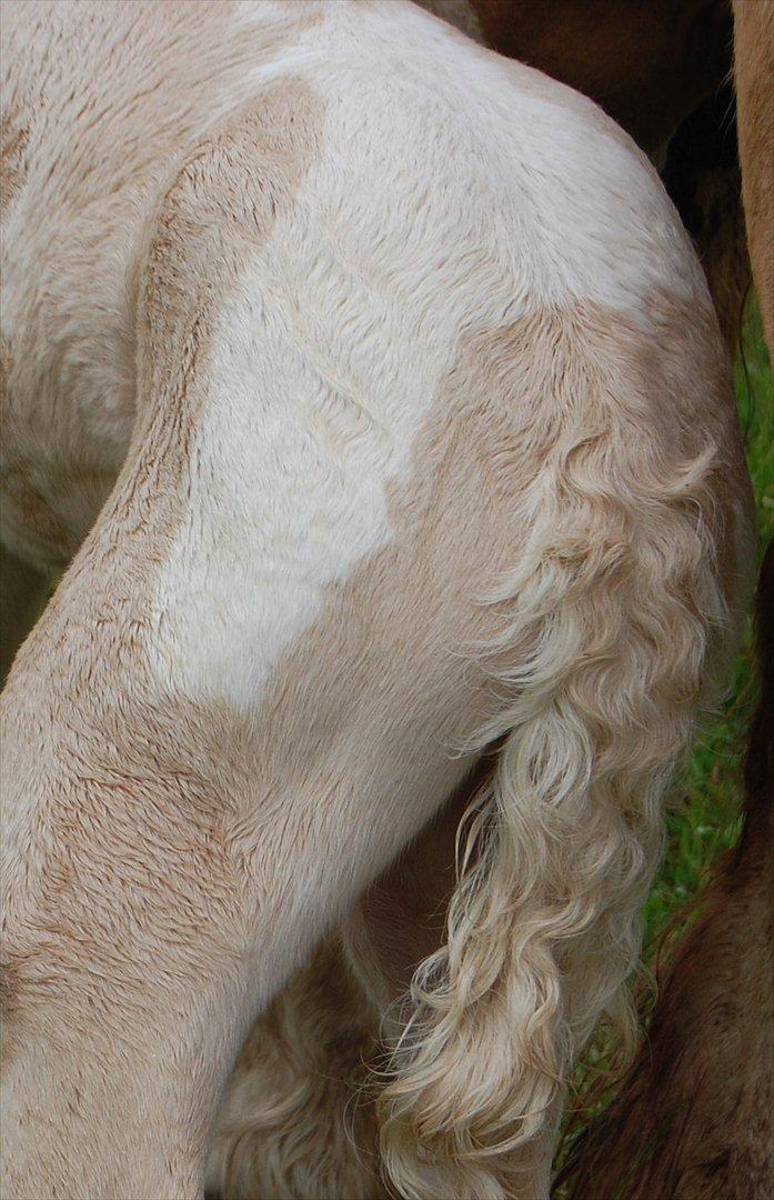 Irish Cob Unique Gypsy Horses Cream Justin billede 12