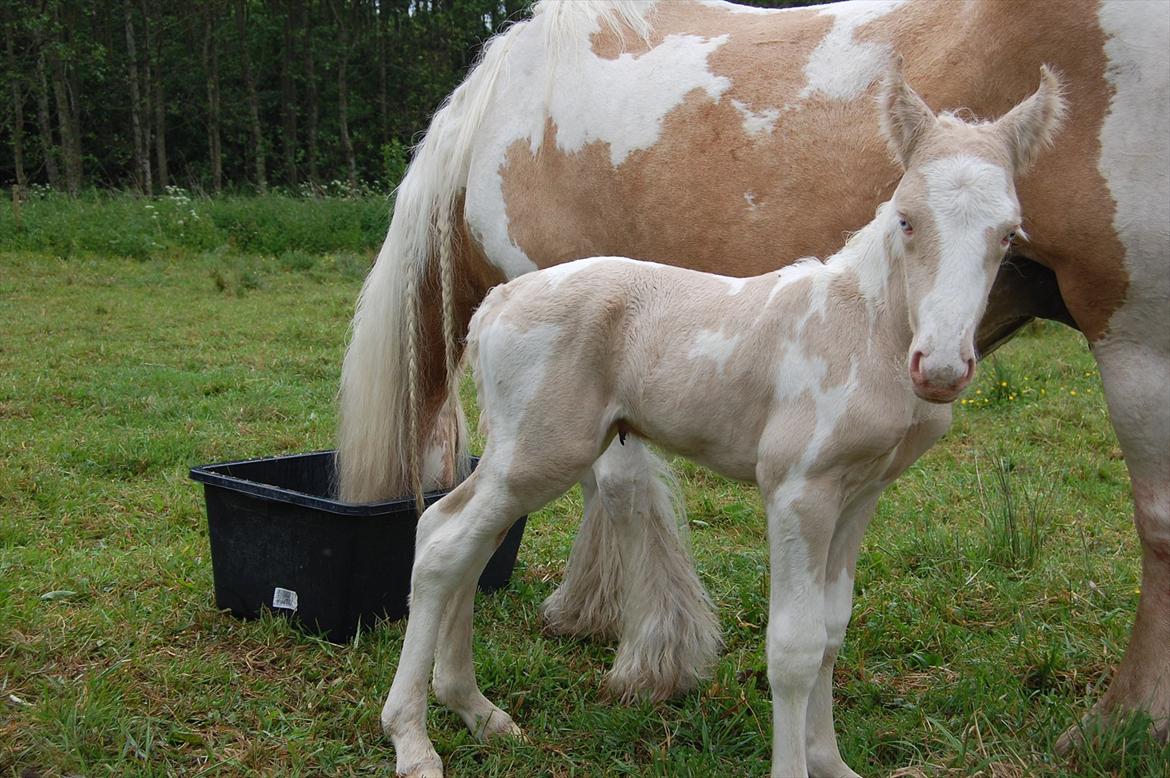Irish Cob Unique Gypsy Horses Cream Justin billede 13
