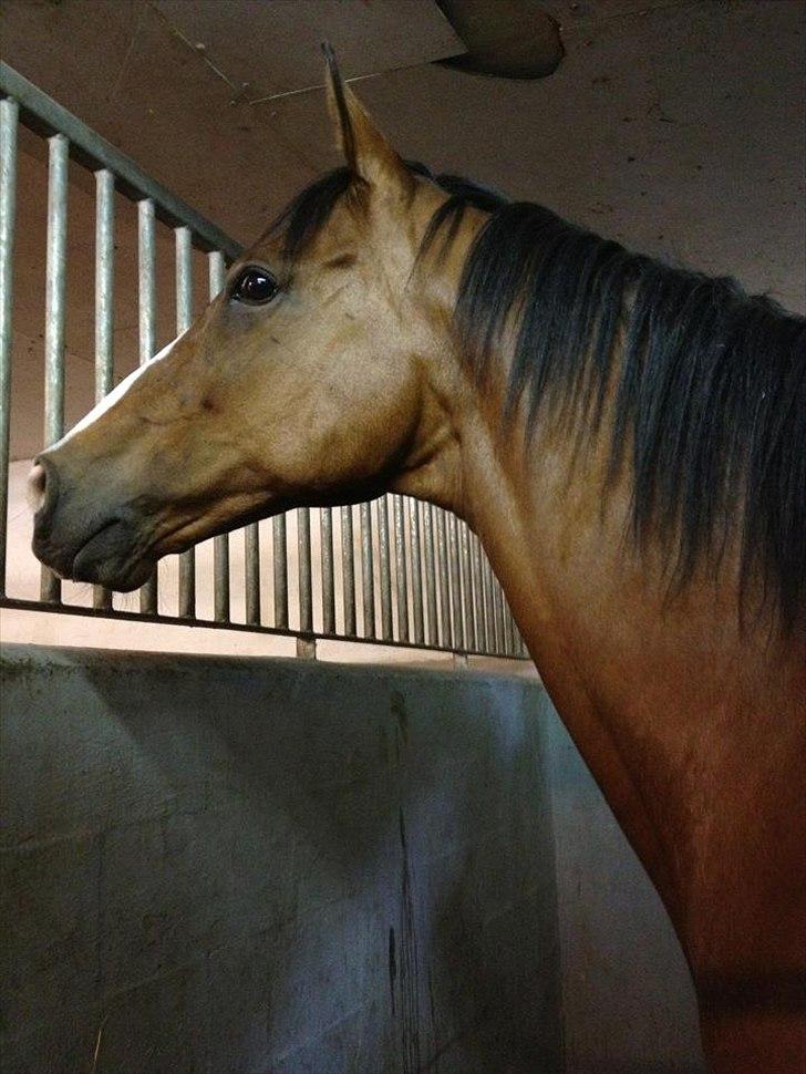 Fuldblod (XX) Flyin Dane (Fabian) - Lige da jeg fik ham hjem. Lidt op at køre ;)  billede 4