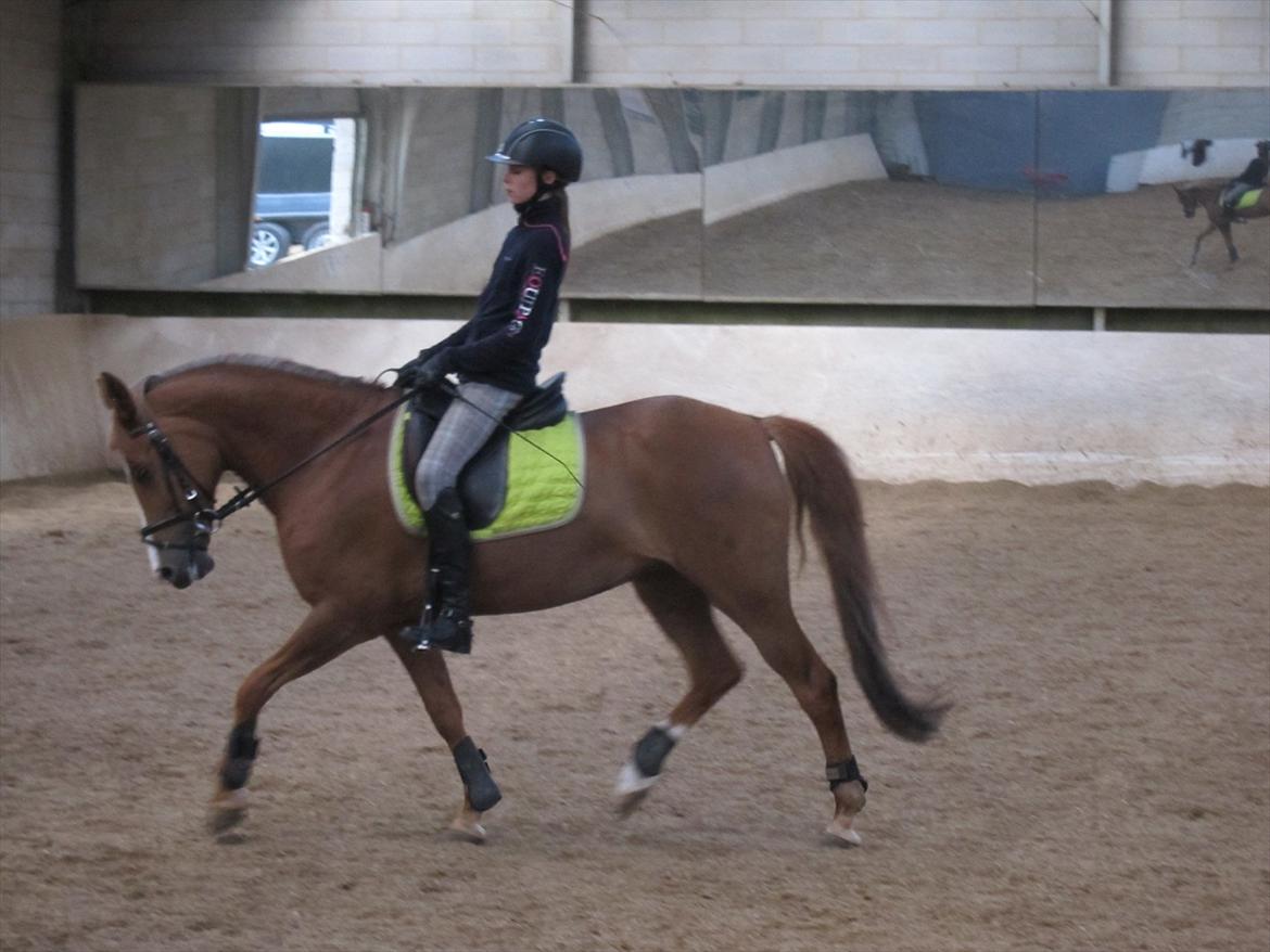 Anden særlig race Trille  - Dressur på Trille billede 13