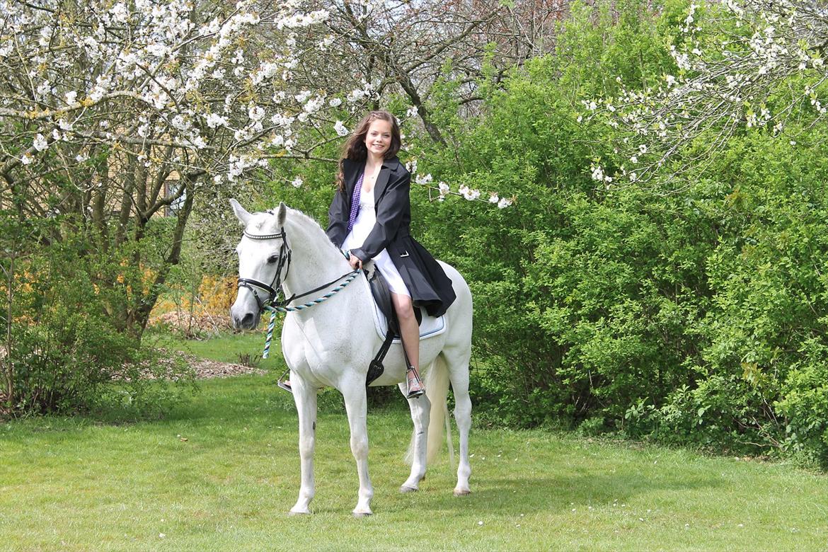 Anden særlig race Marcus - Marcus kom op til kirken og vi red hjem til min far hvor festen skulle holdes, han er verdens bedste og smukkeste pony <3 billede 1