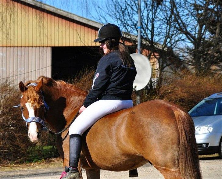Welsh Cob (sec D) Dorthealyst Moonraker (L) - b-pony - du' min bedsteven <3 Foto: Simone Risholt billede 13