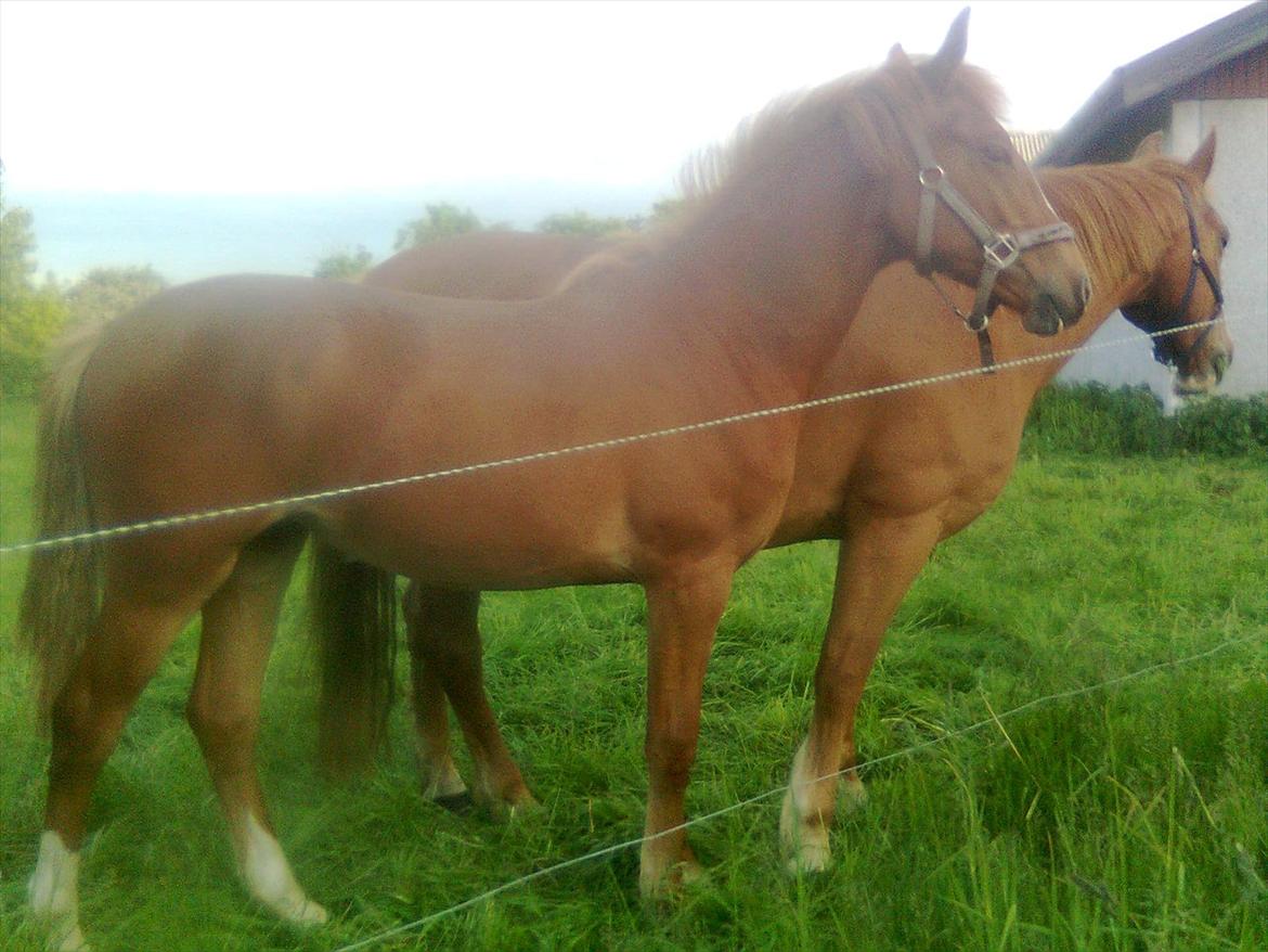 Frederiksborg MALICA DRAGE (Himmelhest) R.I.P <3 -  1 år billede 18