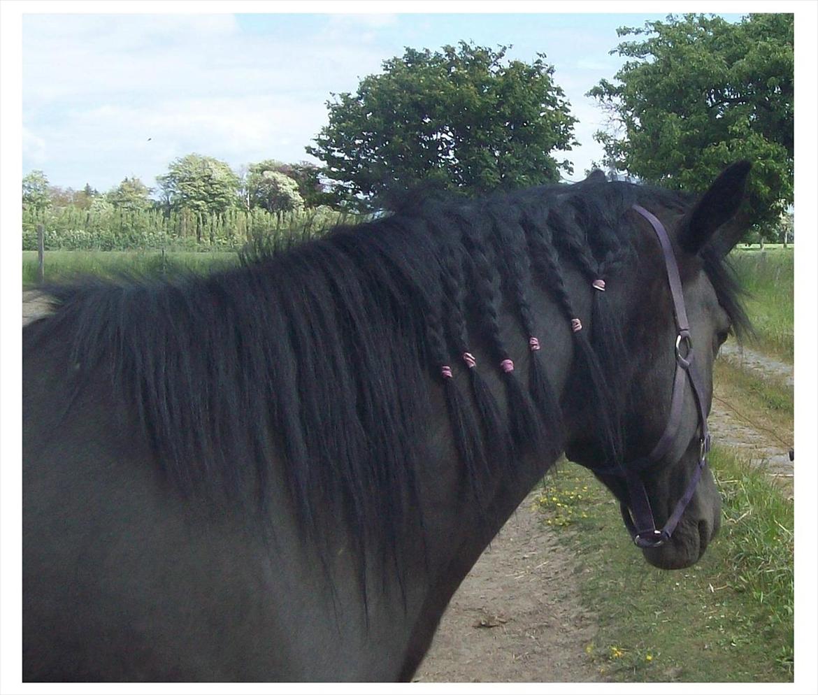 Anden særlig race Briza - Briza har en delt manke, her prøver vi med fletninger om den vil holde sig til en side:O) billede 16