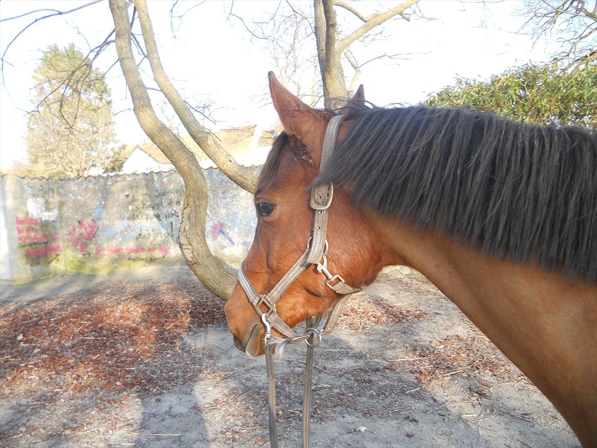 Arabisk fuldblod (OX) Sagall billede 1