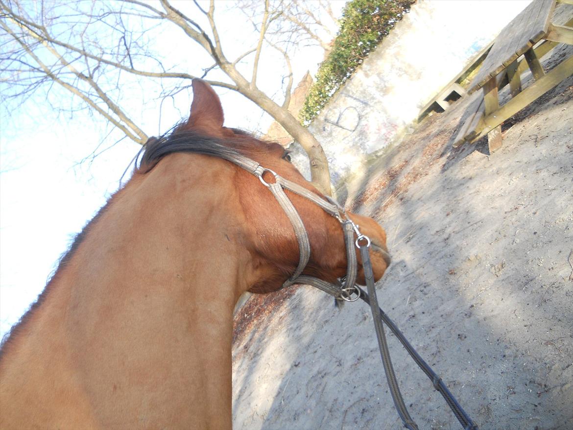 Arabisk fuldblod (OX) Sagall billede 2