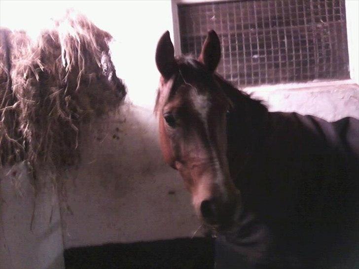 Arabisk fuldblod (OX) Sagall billede 3