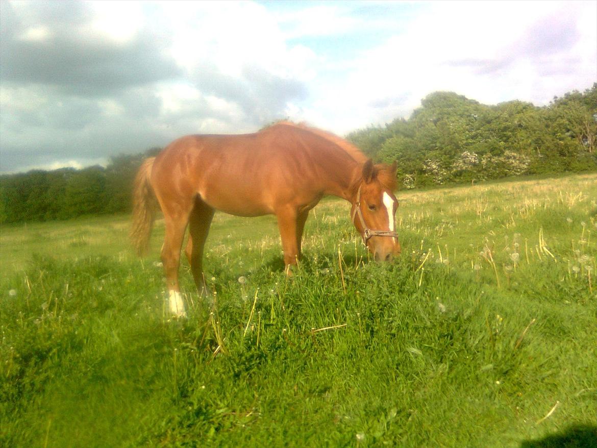 Frederiksborg MALICA DRAGE (Himmelhest) R.I.P <3 billede 19