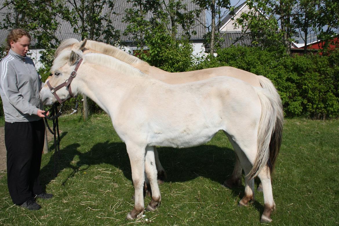 Fjordhest Bjergvangs Flicka Eywa - Flicka, her 1 år gammel, bliver lige sammenlignet med sin mor. Der er ca. 12 cm skulder forskel billede 14