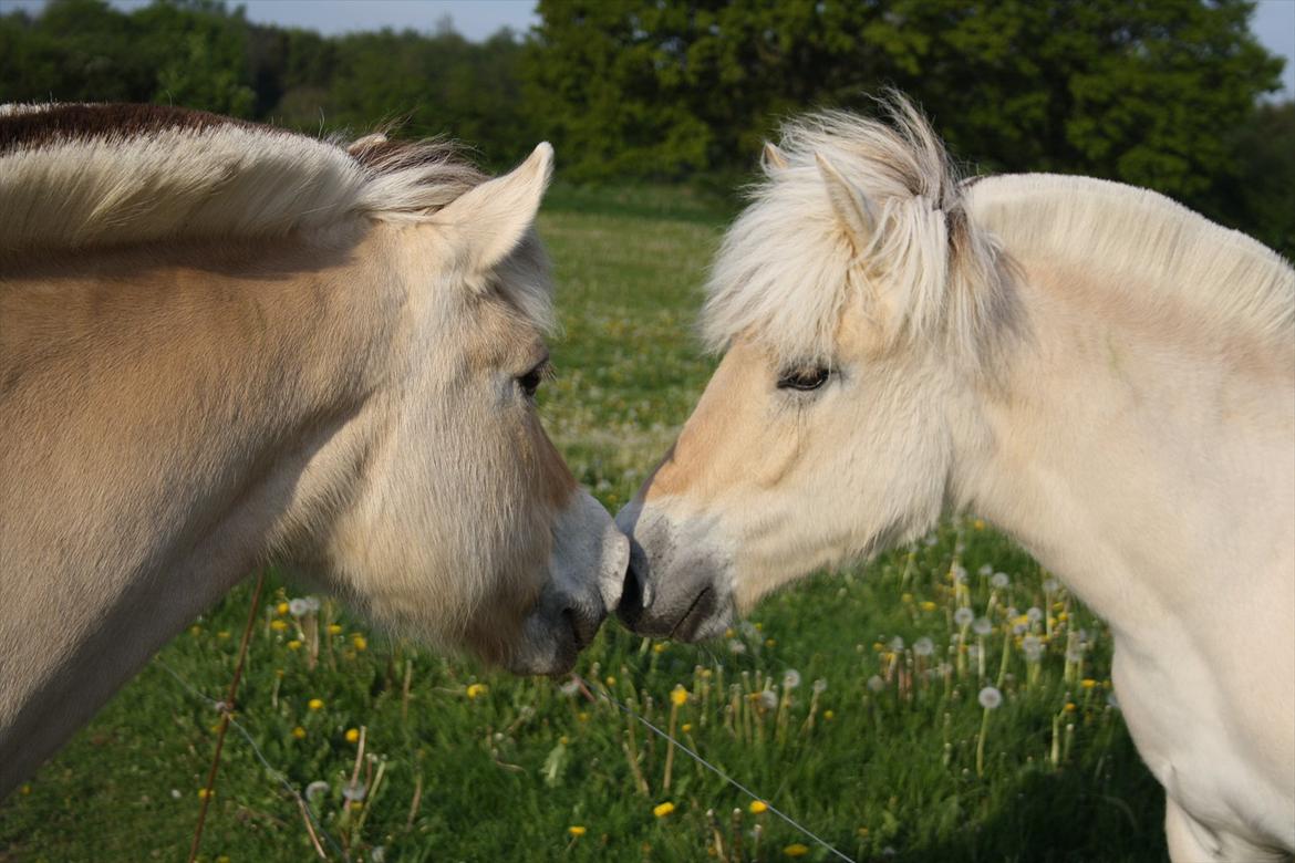 Fjordhest Bjergvangs Flicka Eywa billede 11