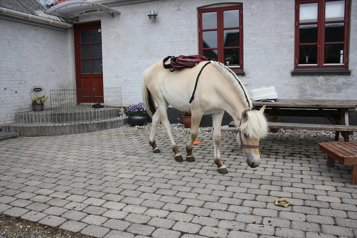 Fjordhest Bjergvangs Flicka Eywa billede 13