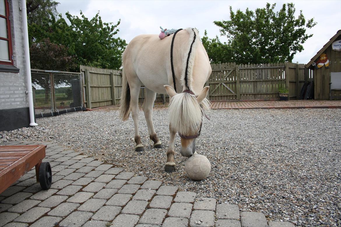 Fjordhest Bjergvangs Flicka Eywa - Snuser til fodbolden billede 15