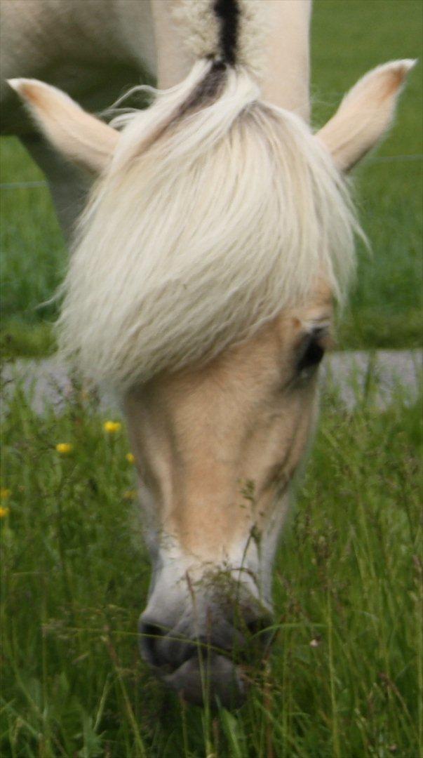 Fjordhest Bjergvangs Flicka Eywa billede 10