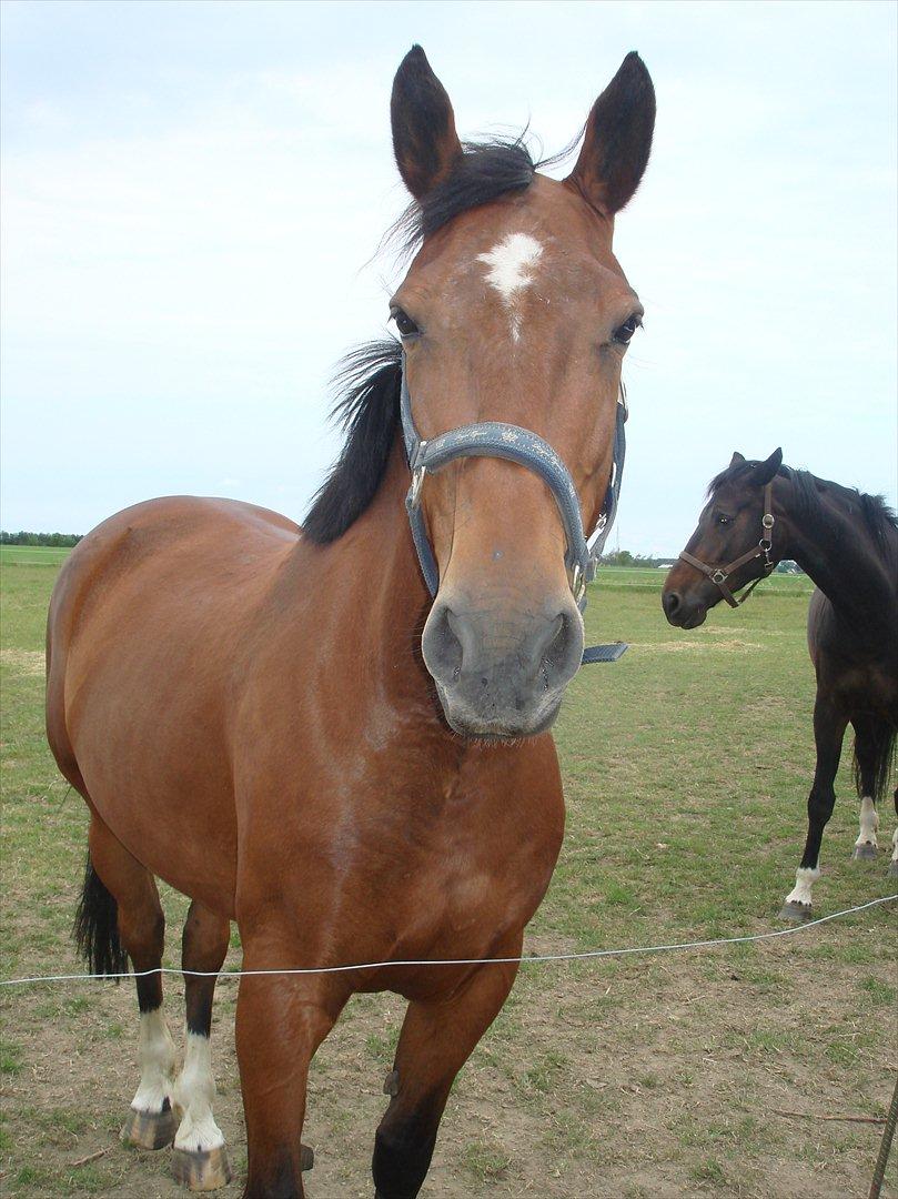 Anden særlig race Chasi (pony billede 7