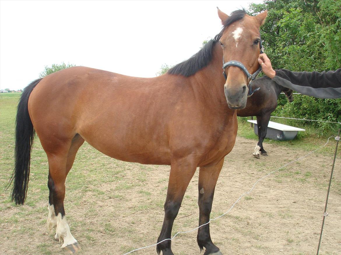 Anden særlig race Chasi (pony billede 9