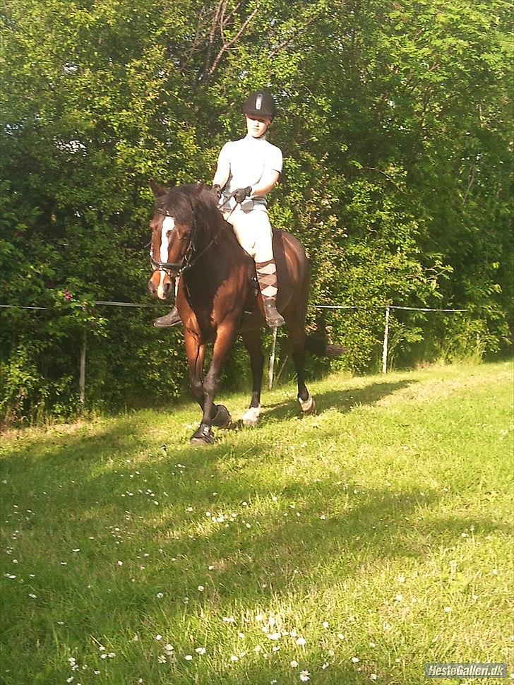 Anden særlig race Pluto - 11/6-12
Pluto og jeg rider med lammeskindssadel :) billede 7