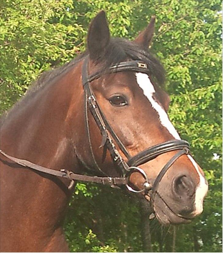 Anden særlig race Pluto - 11/6-12
Dejlige Pluto<3 :) billede 8