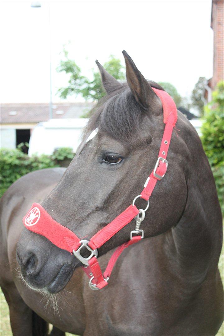 Tysk Sportspony Charina - my soulmate - smukke pony <3 billede 18