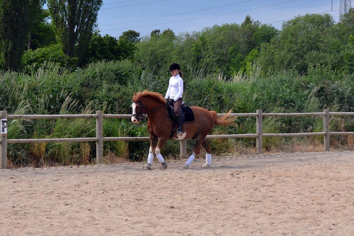 Anden særlig race Fønix R.I.P Minskat <3 billede 2