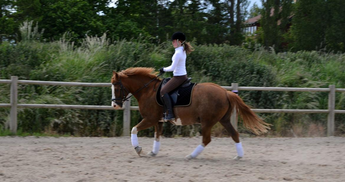 Anden særlig race Fønix R.I.P Minskat <3 billede 3