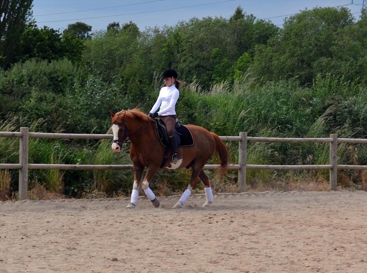 Anden særlig race Fønix R.I.P Minskat <3 billede 4