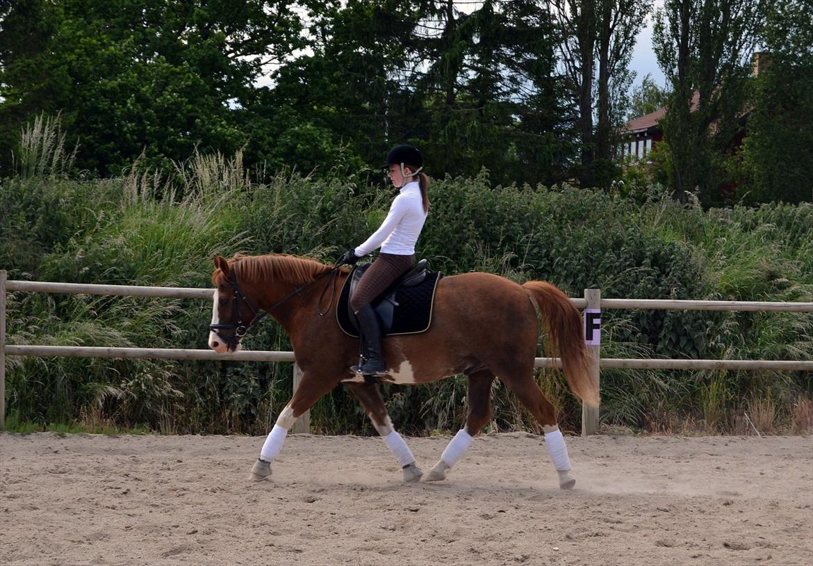 Anden særlig race Fønix R.I.P Minskat <3 billede 6