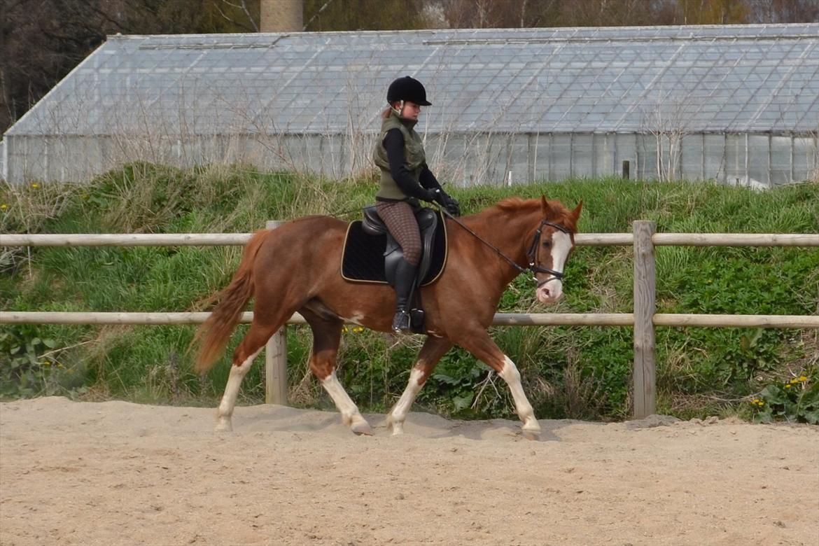 Anden særlig race Fønix R.I.P Minskat <3 billede 7