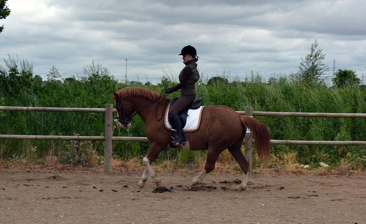 Anden særlig race Fønix R.I.P Minskat <3 billede 8