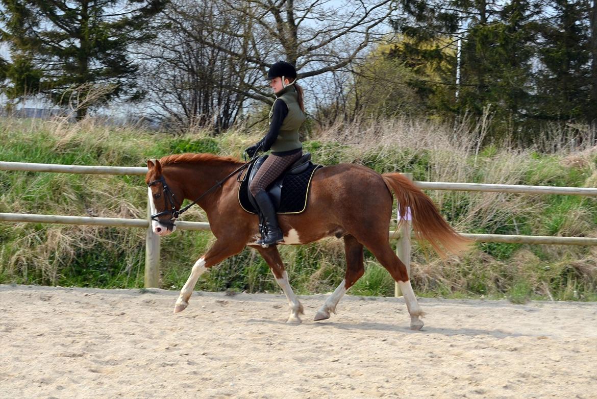 Anden særlig race Fønix R.I.P Minskat <3 billede 9