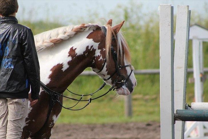 Anden særlig race Golden Atlas - Foto: Karoline billede 15