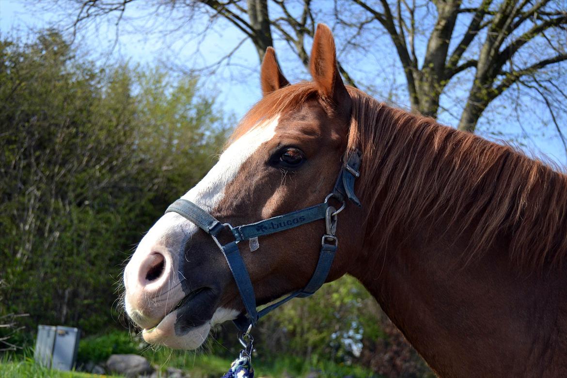 Anden særlig race Fønix R.I.P Minskat <3 billede 10