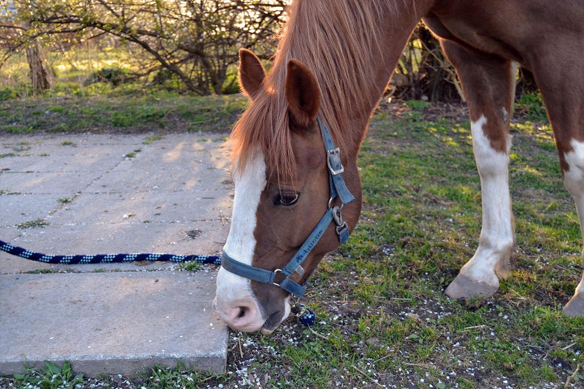 Anden særlig race Fønix R.I.P Minskat <3 billede 12