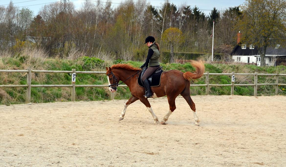 Anden særlig race Fønix R.I.P Minskat <3 billede 13