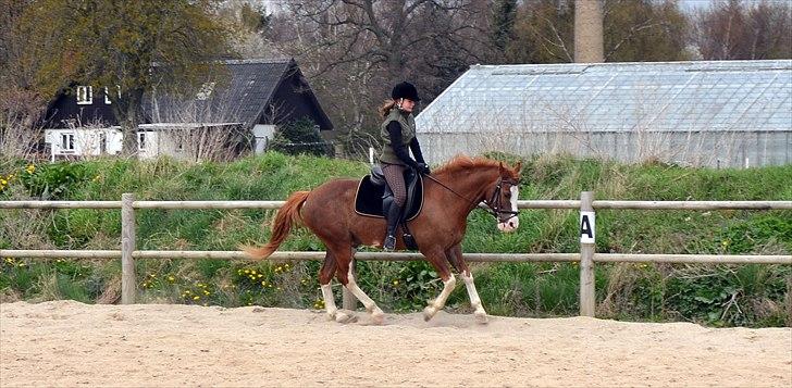 Anden særlig race Fønix R.I.P Minskat <3 billede 14