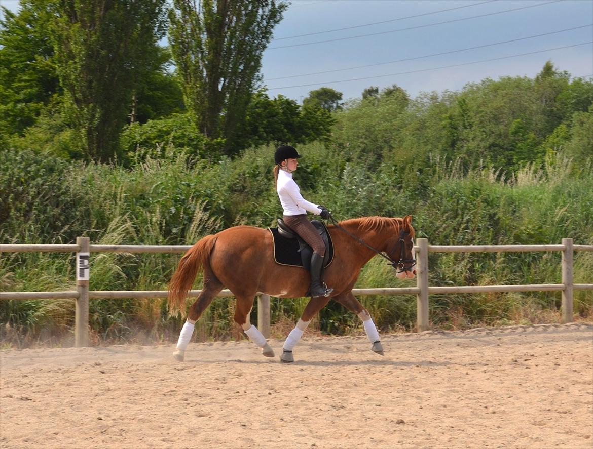 Anden særlig race Fønix R.I.P Minskat <3 billede 17