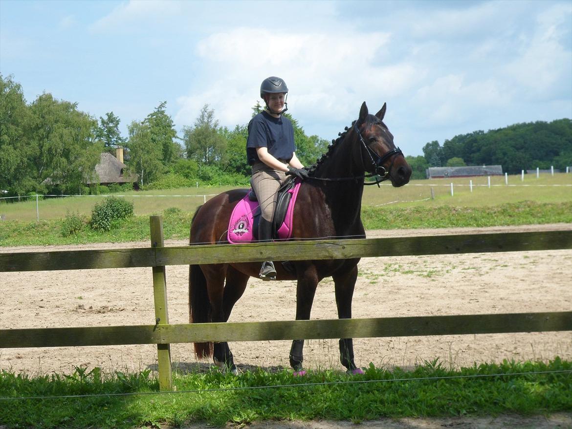 Dansk Varmblod Poppelgaardens Penelope - Foto : d. 12-06-2012 
hej miss :D billede 17