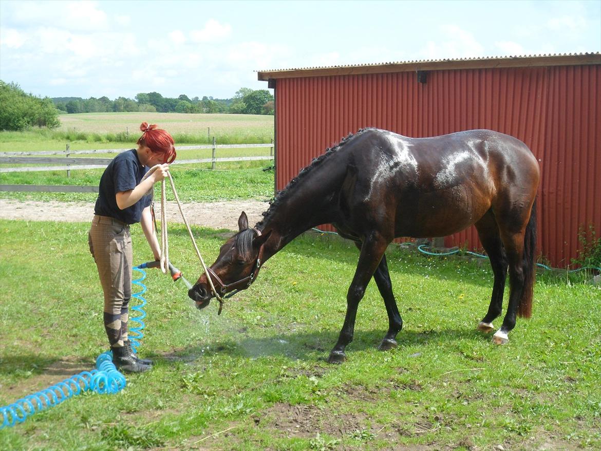 Dansk Varmblod Poppelgaardens Penelope - Foto d. 12-06-2012 mussi tænker : namNAM vandet er godt!!! billede 18