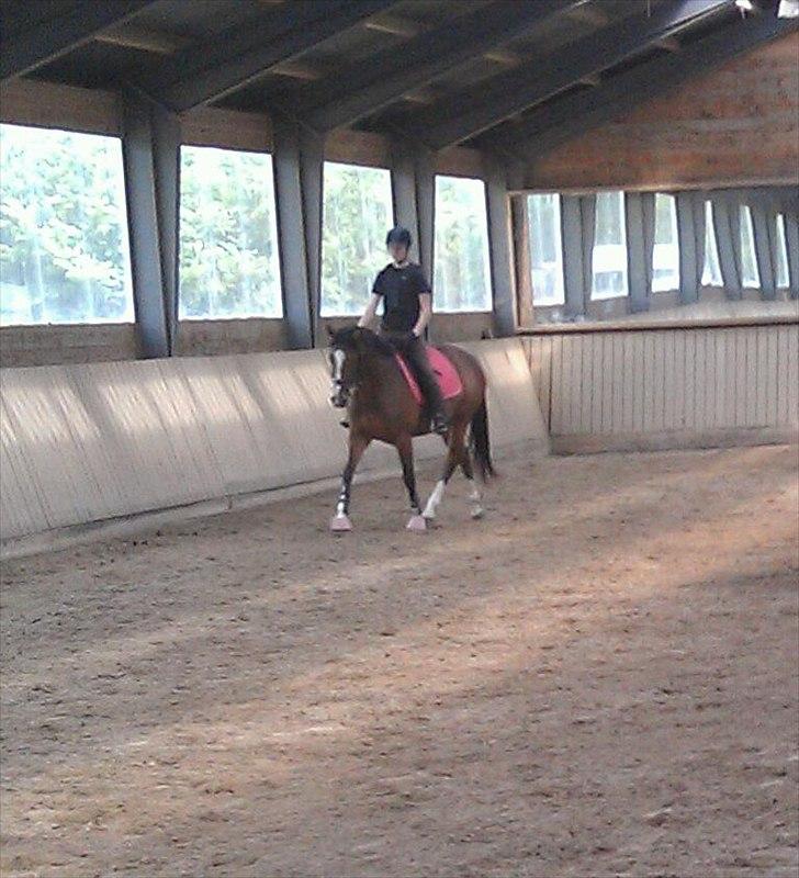 Fuldblod (XX) Rock The Socks - Hyggedressur med stjernehesten, tredje dag på gården JUNI 2012 *Foto: min søster* billede 10