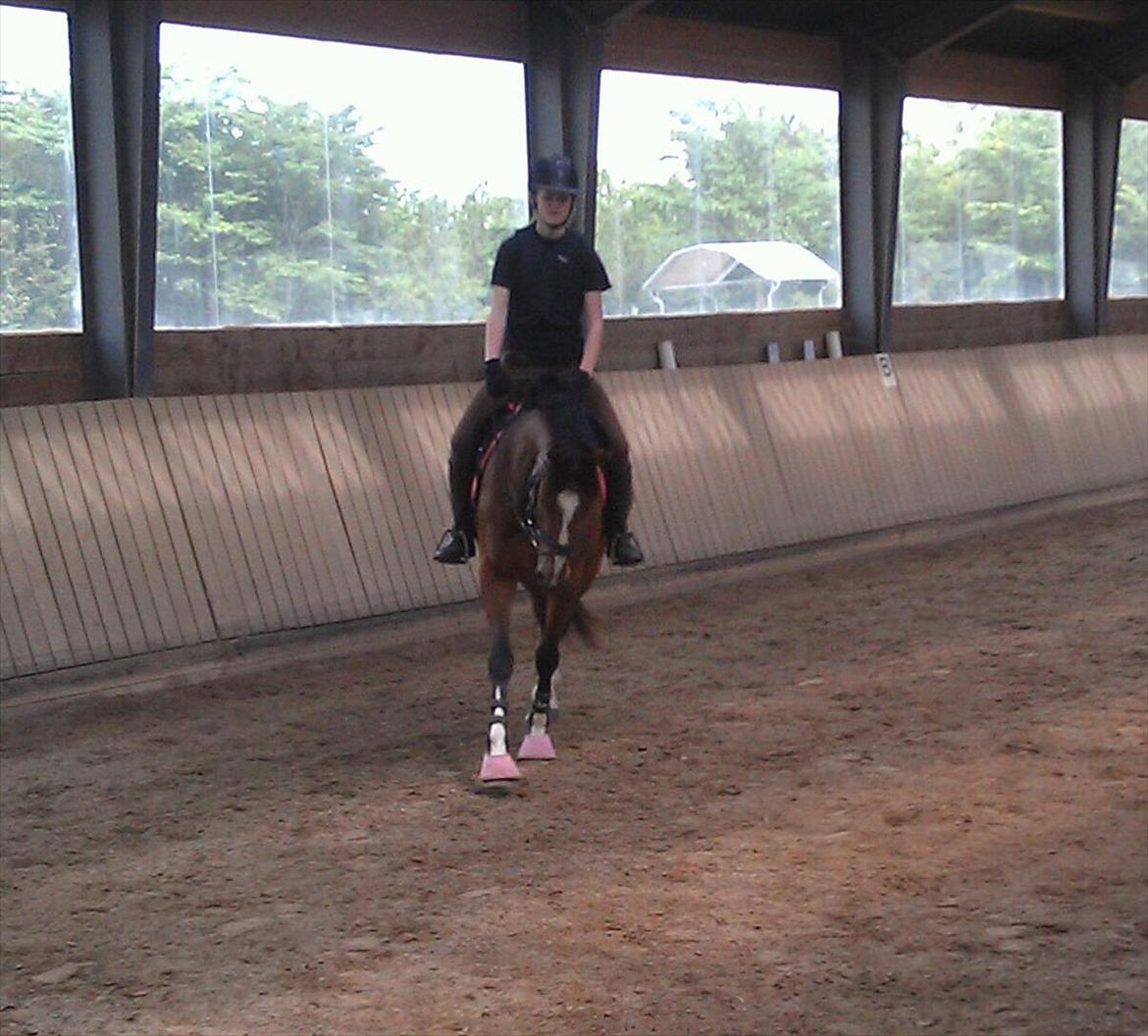 Fuldblod (XX) Rock The Socks - Tredje dag på gården, hyggedressur JUNI 2012 *Foto: min søster* billede 9