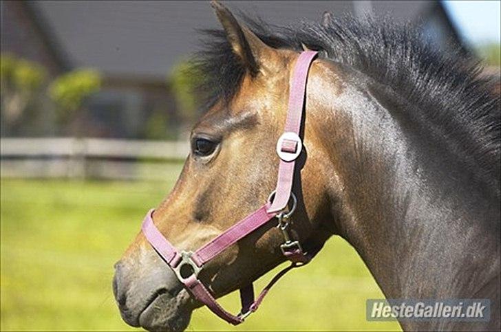 New Forest Kabrit's Acapella (anna) billede 4