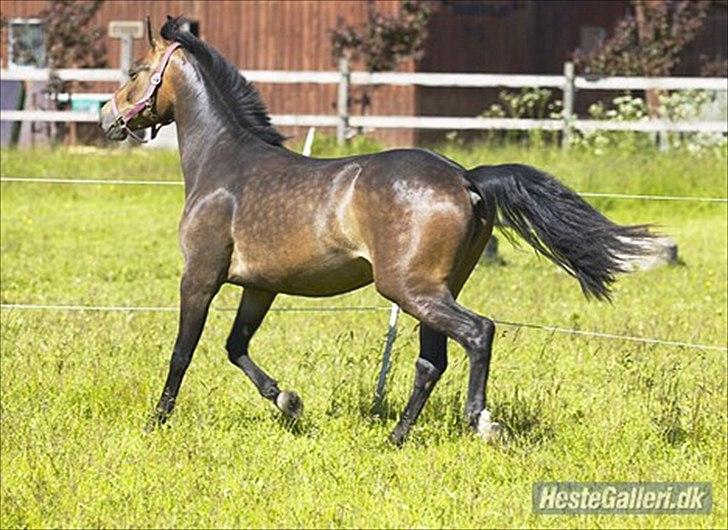 New Forest Kabrit's Acapella (anna) billede 7