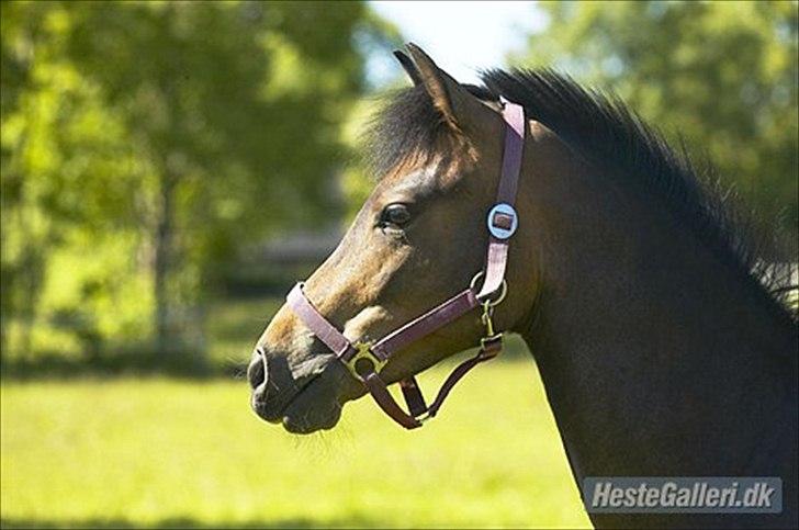 New Forest Kabrit's Acapella (anna) billede 8