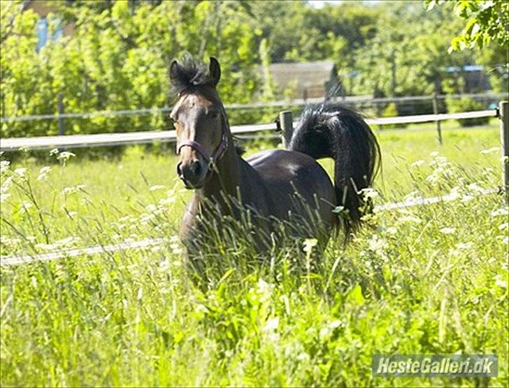 New Forest Kabrit's Acapella (anna) billede 9
