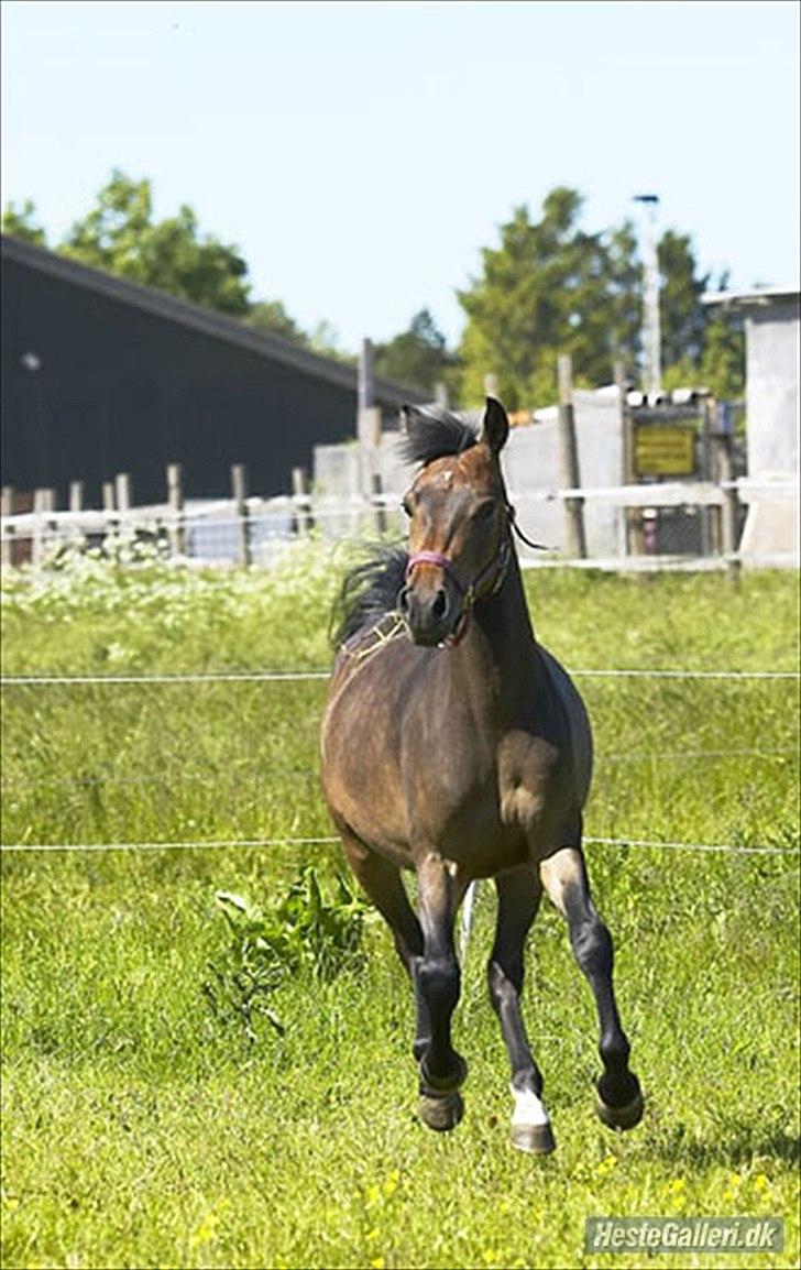 New Forest Kabrit's Acapella (anna) billede 10